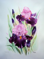 /album/jacqueline-legendre-aquarelles/a1-aquarelle-40-x-50-cm-comp-jpg1/
